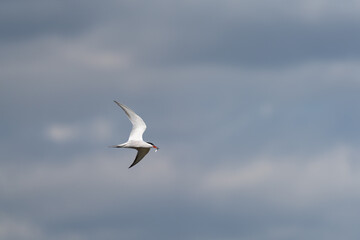 Isolated Bird flying with fish in the beak and text space