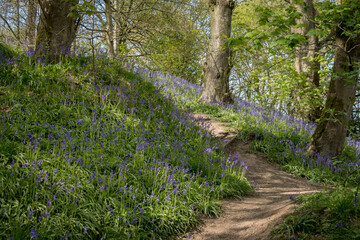 Fototapeta na wymiar Bluebells flowering in a woodland glade in spring