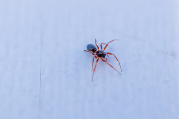 Black spider with red legs.