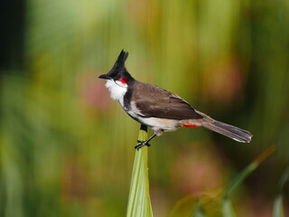 Red Whiskered Bulbul bird isolated on natural background