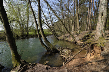 Lonely forest with a torrent, roots in the bank area