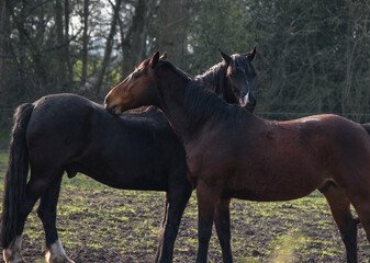Two horses rubbing their necks together in a field