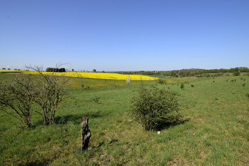 Green landscape in bright sunshine