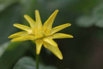 Yellow forest flowers bloomed in spring. 
