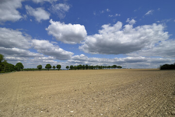 Landscape with a wide field in bright sunshine, blue sky and white clouds