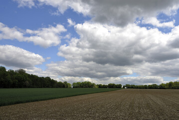 Landscape with a wide field in bright sunshine, blue sky and white clouds