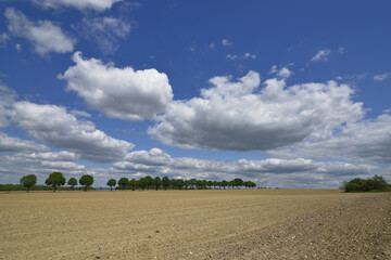 Landscape with a wide field in bright sunshine, blue sky and white clouds