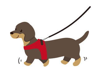 散歩をするダックスフンドのベクターイラストレーション