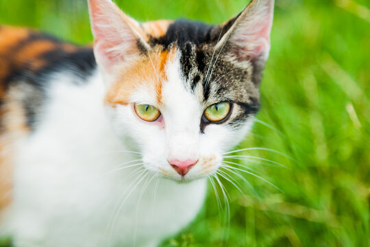 Insightful look of a cat on the grass, close-up. Cat muzzle on a background of green grass.