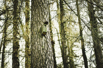 Old birdhouse covered with moss in the city park
