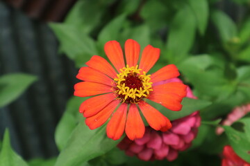 fresh natural zinnia flower beautiful color garden