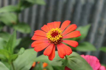 fresh natural zinnia flower beautiful color garden