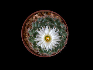 The cactus coryphantha with white flower in a pot, top view, isolated on black background.
