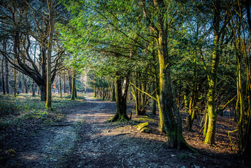 Red Hills Woods, Arnside, Cumbria