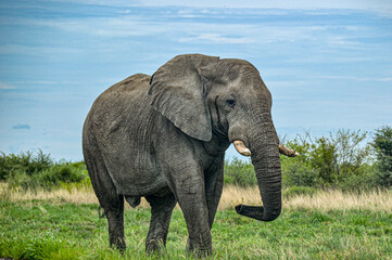 Naklejka na ściany i meble Elephant by the road in botswana