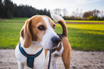 Dog portrait back lit background. Beagle on rural path