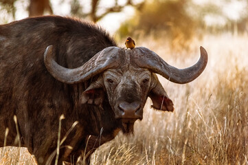 Prachtig portret van Keniaanse buffel met Geelsnavelpikker. Nationaal park Tsavo West. Kenia