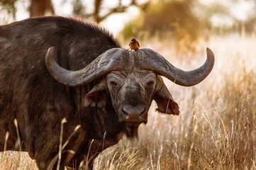 Fototapete Büffel Wunderbares Porträt von Kenia-Büffel mit Gelbschnabel-Madenhacker. Tsavo-West-Nationalpark. Kenia