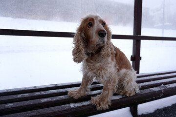 The dog is sitting on a public transport bench and is waiting for departure.