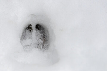 Deer Footprint In Fresh Snow