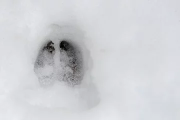Tuinposter Deer Footprint In Fresh Snow © madscinbca