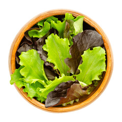 Loose leaf lettuce in a wooden bowl. Fresh picked green and red leaves of pluck lettuce, also pick or looseleaf lettuce. Raw, organic, vegan. Close-up from above, isolated over white macro food photo. - obrazy, fototapety, plakaty