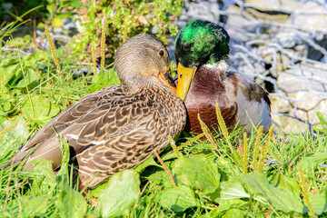 Ducks In Love