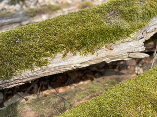 moss on the tree