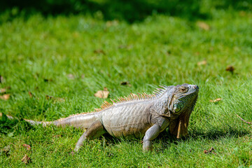 Iguana In Grass