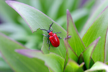 The scarlet lily beetle, red lily beetle, or lily leaf beetle (Lilioceris lilii), is insect eats the leaves, stem, buds, and flower, of lilies, fritillaries and other of the family Liliaceae.
