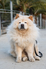 Chow-chow isolated in the park. Beautiful and elegant dog purebred. White and fluffy chow dog sitting outdoors.
