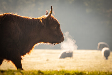 highland cow in the morning