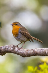 Robin in the garden