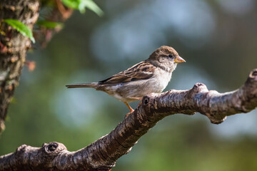 Common Sparrow