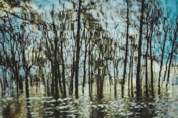 Reflection of trees on the surface of the water. Soft focus.
