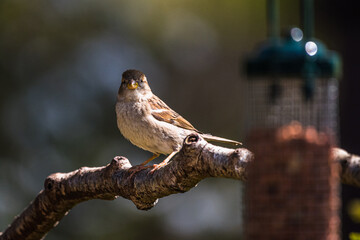 sparrow on a branch
