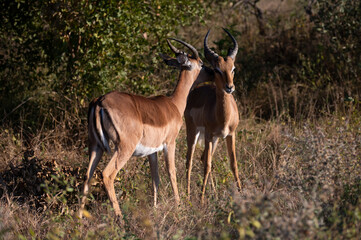 Impala Portrait in the wild bush of the kruger national park of South africa
