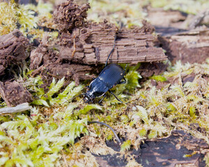 beetle on the ground