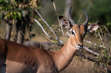 Impala Portrait in the wild bush of the kruger national park of South africa