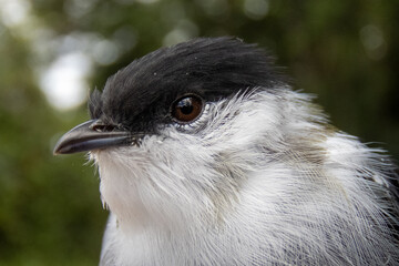 close up of a bird
