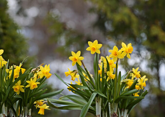 Beautiful yellow daffodils in the garden