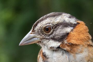 close up of a bird