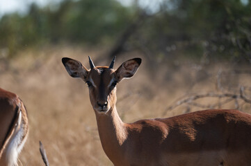 Impala Portrait in the wild bush of the kruger national park of South africa