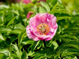 Pink poppy blooming in the late spring among lush greenery