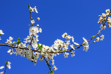 A branch of cherry plum blossoming with white flowers close-up against the blue sky