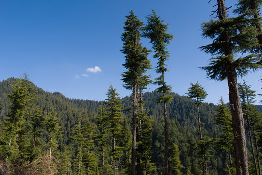 Scenery of clear mountain valley of deodar ( himalayan cedar) trees in himachal pradesh, India.