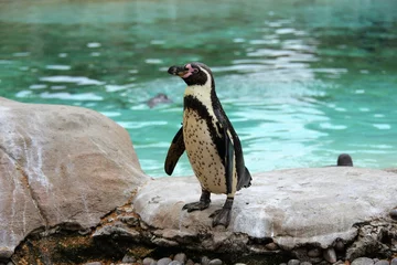 Fototapeten Humboldt penguin on rocks by pool © Nikki