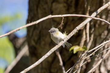 blue headed vireo on Dauphin Island