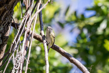 blue headed vireo on Dauphin Island
