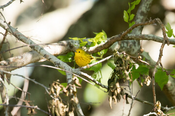 yellow warbler on Dauphin Island